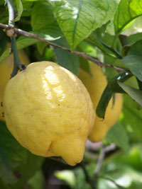 lemon-on-tree1